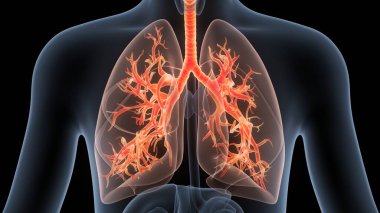 İnsan Solunum Sistemi Akciğerleri Anatomisi. Üç Boyut