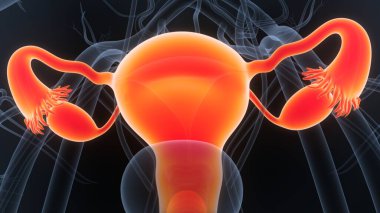 Sinir sistemi anatomisi olan kadın üreme sistemi. Üç Boyut
