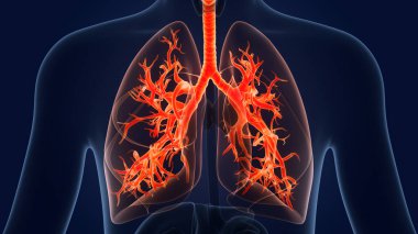 İnsan Solunum Sistemi Akciğerleri Anatomisi. Üç Boyut