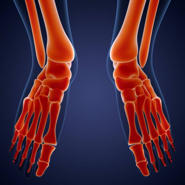 İnsan iskelet sistemi ayak eklemleri anatomisi. Üç Boyut