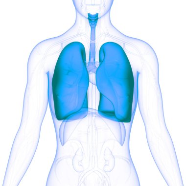 İnsan Solunum Sistemi Akciğerleri Anatomisi. Üç Boyut