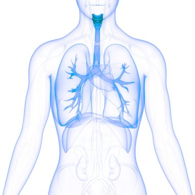 İnsan Solunum Sistemi Akciğerleri Anatomisi. Üç Boyut