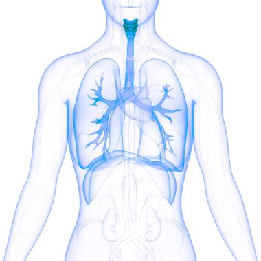 İnsan Solunum Sistemi Akciğerleri Anatomisi. Üç Boyut