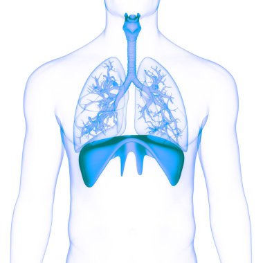 İnsan Diyaframı Anatomisi. 3B illüstrasyon 