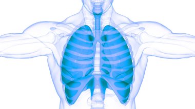 İnsan Solunum Sistemi Akciğerleri Anatomisi. Üç Boyut