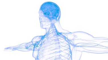 İnsan Merkezi Sinir Sistemi Beyin Anatomisi. 3d