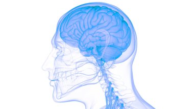 İnsan Merkezi Sinir Sistemi Beyin Anatomisi. 3d