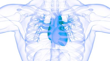 İnsan Dolaşım Sistemi Kalp Anatomisi. Üç Boyut