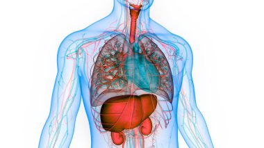 İnsan İç Sindirim Organı Anatomisi. Üç Boyut