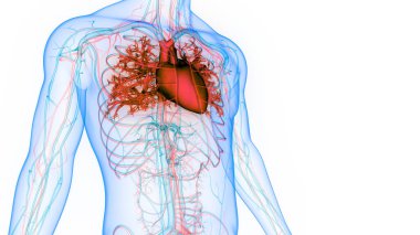 İnsan Dolaşım Sistemi Kalp Anatomisi. Üç Boyut