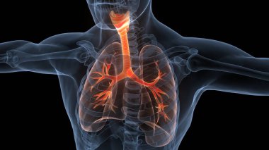 İnsan Solunum Sistemi Akciğerleri Anatomisi. Üç Boyut