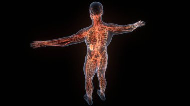 İnsan iç sistemi lenf düğümleri anatomisi. Üç Boyut