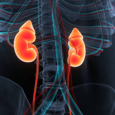 İnsan İdrar Sistemi Böbrekleri Anatomisi. Üç Boyut