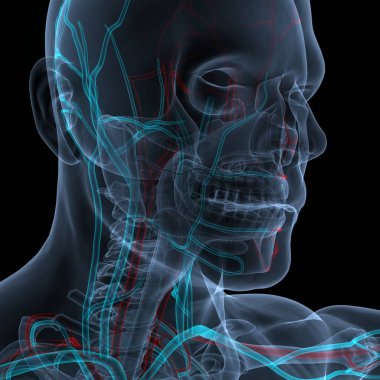 İnsan iskelet sistemi ayak eklemleri anatomisi. Üç Boyut