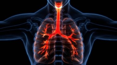 İnsan Solunum Sistemi Akciğerleri Anatomisi. Üç Boyut