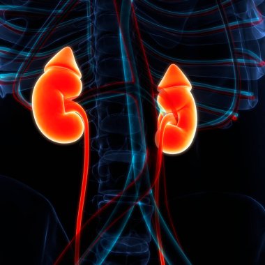 İnsan İdrar Sistemi Böbrekleri Anatomisi. Üç Boyut