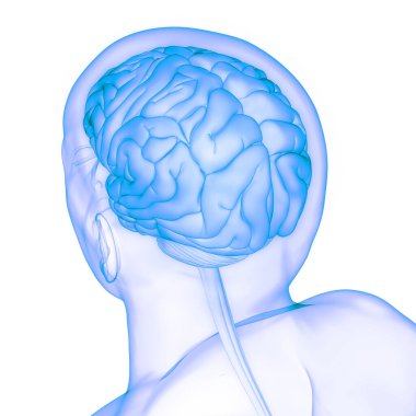 İnsan Merkezi Sinir Sistemi Beyin Anatomisi. 3d