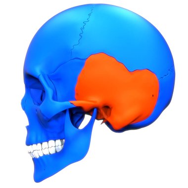 İnsan İskelet Sistemi Kafatası Kemik Parçaları Anatomisi. Üç Boyut