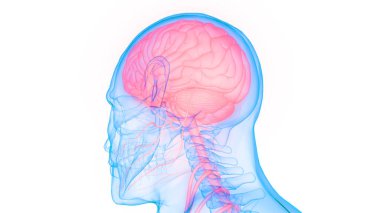 İnsan Merkezi Sinir Sistemi Beyin Anatomisi. 3d
