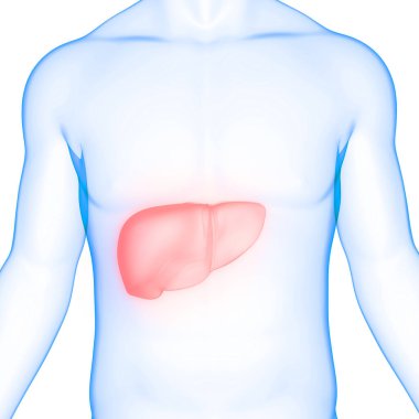 İnsan İç Sindirim Organı Anatomisi. Üç Boyut