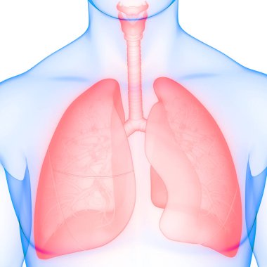 İnsan Solunum Sistemi Akciğerleri Anatomisi. Üç Boyut