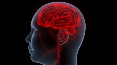 İnsan Merkezi Sinir Sistemi Beyin Anatomisi. 3d