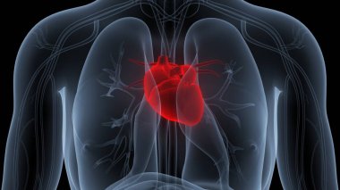 İnsan Dolaşım Sistemi Kalp Anatomisi. Üç Boyut