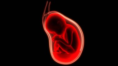 Anatomideki insan fetüs bebeği. Üç Boyut