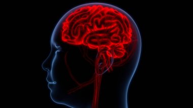 İnsan Merkezi Sinir Sistemi Beyin Anatomisi. 3d