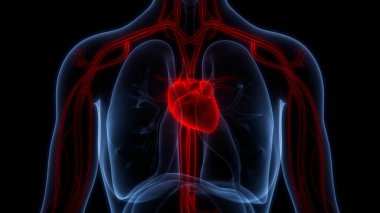 İnsan Dolaşım Sistemi Kalp Anatomisi. Üç Boyut