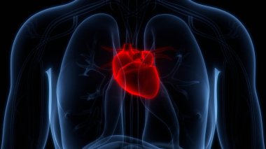 İnsan Dolaşım Sistemi Kalp Anatomisi. Üç Boyut