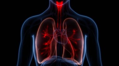 İnsan Solunum Sistemi Akciğerleri Anatomisi. Üç Boyut