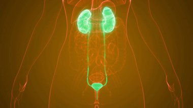 İnsan İdrar Sistemi Böbrekleri Anatomisi. Üç Boyut