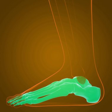 İnsan Kemiği Eklem Ağrısı Anatomisi (Foot). Üç Boyut