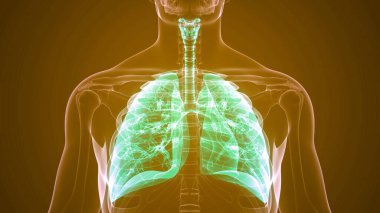 İnsan Solunum Sistemi Akciğerleri Anatomisi. Üç Boyut