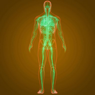 İnsan Dolaşım Sistemi Kalp Anatomisi. Üç Boyut