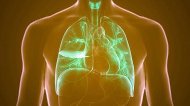 İnsan Solunum Sistemi Akciğerleri Anatomisi. Üç Boyut