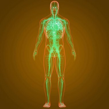 İnsan Dolaşım Sistemi Kalp Anatomisi. Üç Boyut