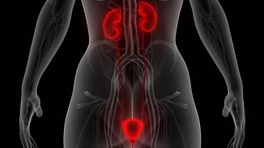 İnsan İdrar Sistemi Böbrekleri Anatomisi. Üç Boyut