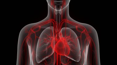 İnsan Dolaşım Sistemi Kalp Anatomisi. Üç Boyut