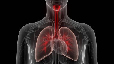 İnsan Solunum Sistemi Akciğerleri Anatomisi. Üç Boyut