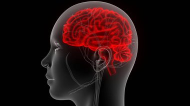 İnsan Merkezi Sinir Sistemi Beyin Anatomisi. 3d