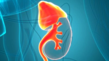 İnsan İdrar Sistemi Böbrekleri Anatomisi. Üç Boyut