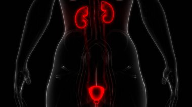 İnsan İdrar Sistemi Böbrekleri Anatomisi. Üç Boyut