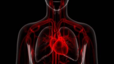 İnsan Dolaşım Sistemi Kalp Anatomisi. Üç Boyut