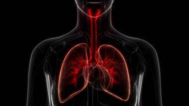İnsan Solunum Sistemi Akciğerleri Anatomisi. Üç Boyut