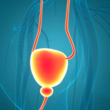 İnsan idrar torbası anatomisi. Üç Boyut