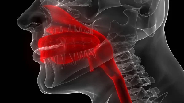 Sistema Respiratório Humanoanatomia — Fotografia de Stock