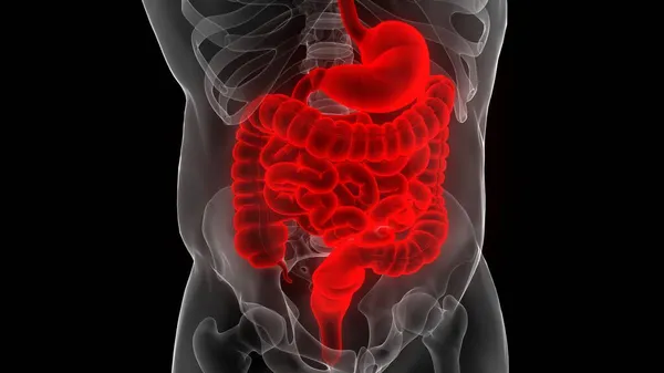 Anatomia Del Sistema Digestivo Umano — Foto Stock