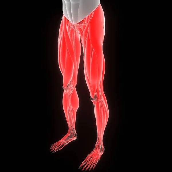 Spieren Een Deel Van Menselijke Spierstelsel Anatomie — Stockfoto